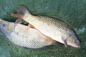 Two Carp In The Net Ready For Stocking