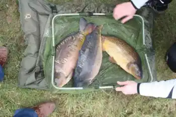 Three Carp In The Net Ready For Stocking